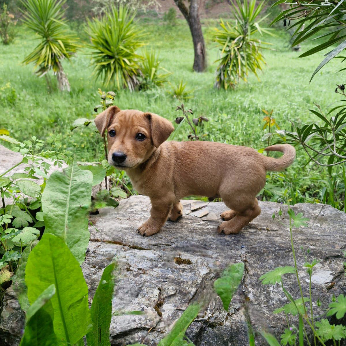 balou
